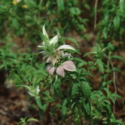 thumbnail for publication: Monarda punctata Bee Balm, Horsemint